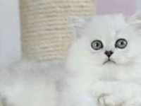 纯种金吉拉出售 弟弟妹妹都有 疫苗齐